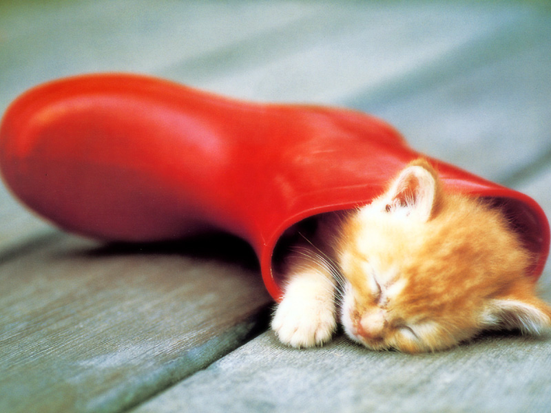Gatti (330)